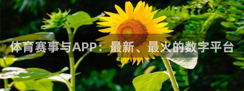 体育赛事与APP：最新、最火的数字平台