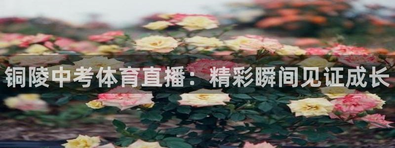 铜陵中考体育直播：精彩瞬间见证成长