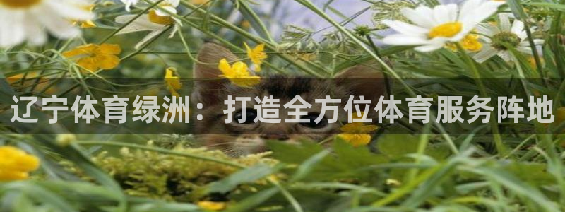辽宁体育绿洲：打造全方位体育服务阵地