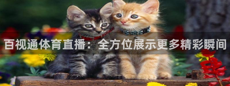 百视通体育直播：全方位展示更多精彩瞬间