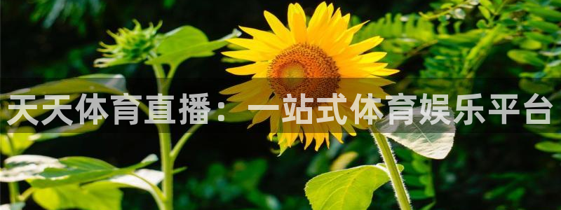 天天体育直播：一站式体育娱乐平台